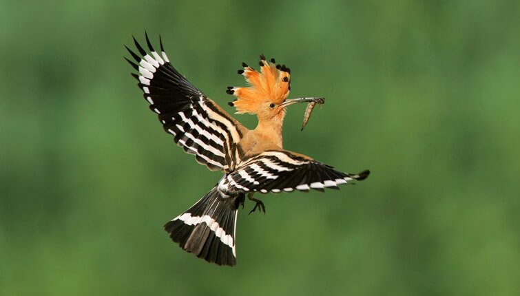 Bird Watching in Bandhavgarh National Park