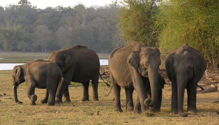 Elephant Safari