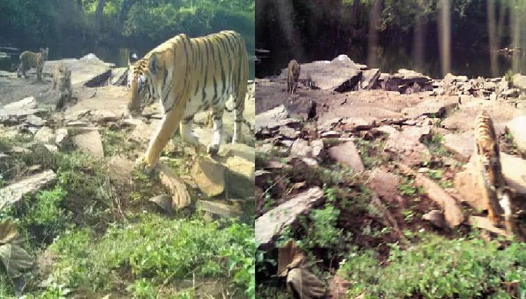 Tigress radha cubs