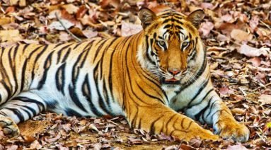 Bandhavgarh National Park Tiger