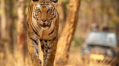 Bandhavgarh Safari