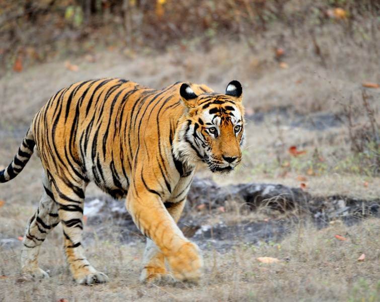 Bandhavgarh Tiger