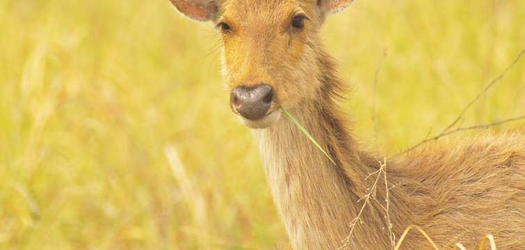 Swamp Deer