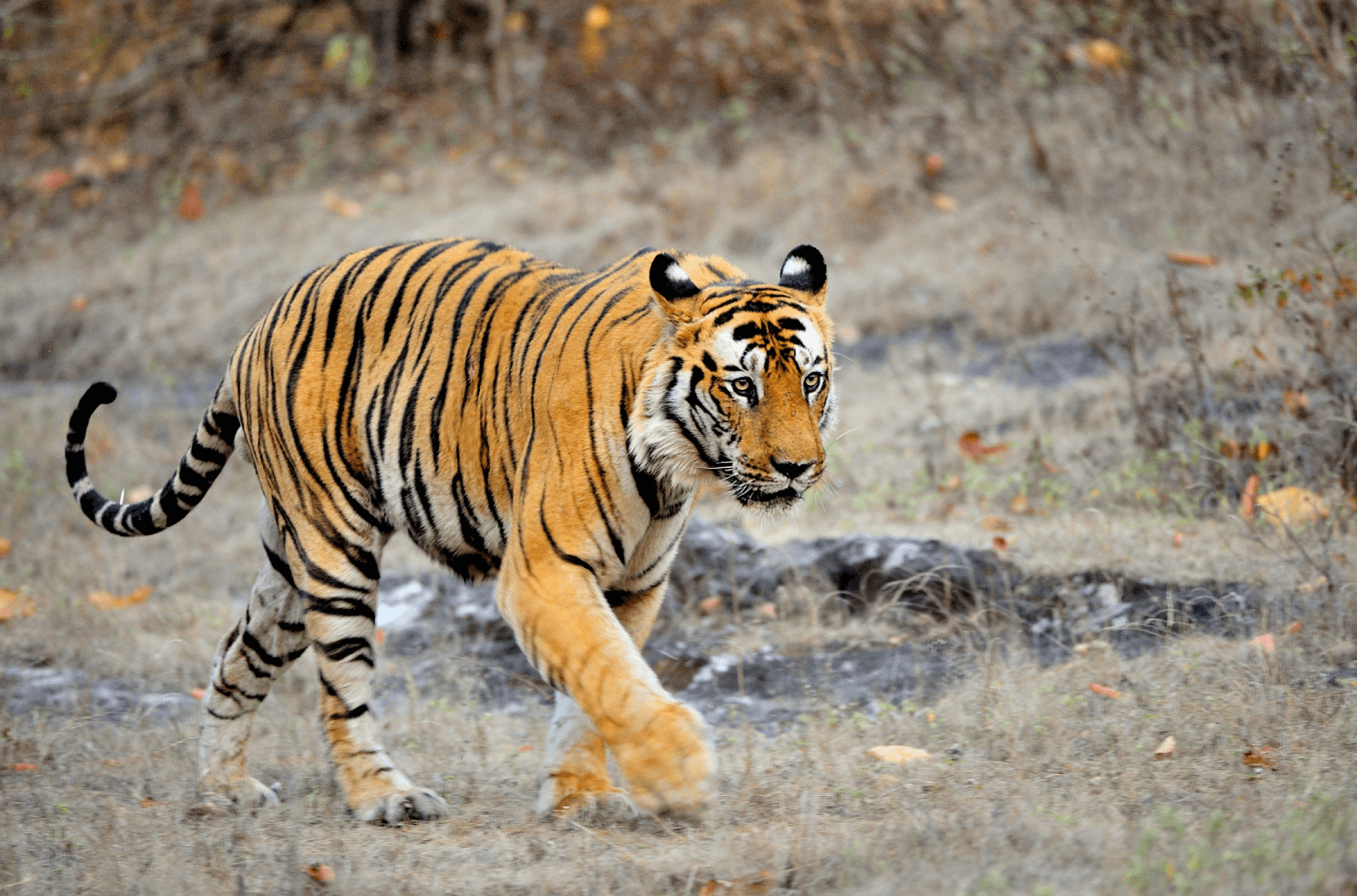 Sundarban Weekend Retreat