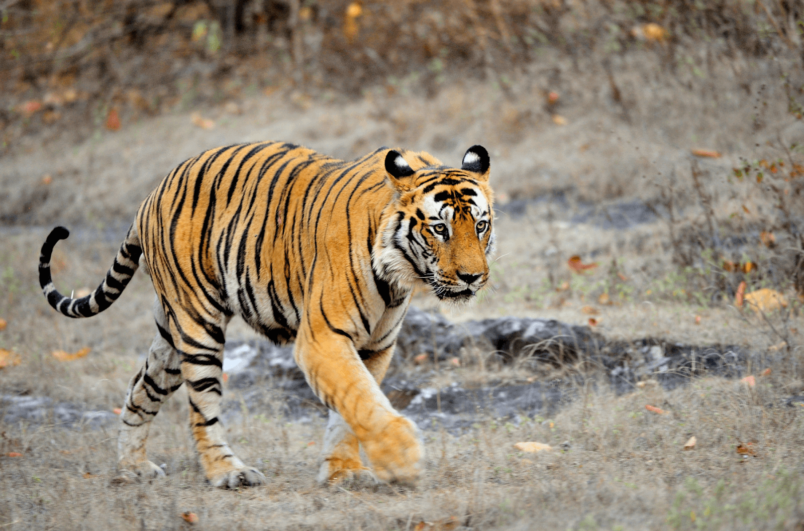 Wildlife Tour Bandhavgarh